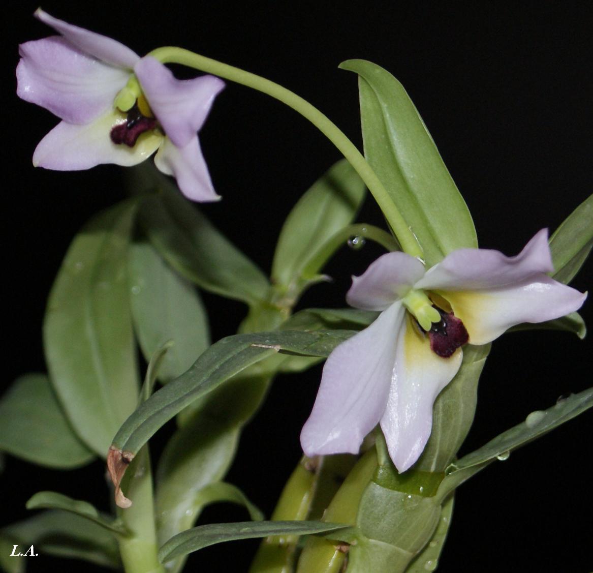 Dendrobium lampongense