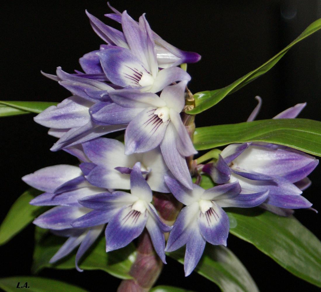 Dendrobium Victoria Pinky